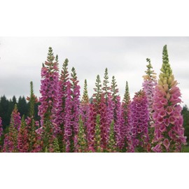 The Gardening World 5000 Foxglove Flower Seeds Digitalis Purpurea Lady's Glove Mixed Colors, TGW-FOXX18988