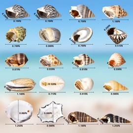 PinkGloow Seashells 28 Unique Types - 28PCS Variety Sea Shells Sea Snails for Crafting with Hanging Display Box - Tiny Conch Shell Perfect for Crafts Home Decor Beach Themed Parties & DIY Projects