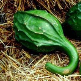MySeeds.Co Cavemans Club Gourd (Lagenaria siceraria) Vegetable Seeds, Unique Shape - 0.5 oz (~ 75 Seeds)