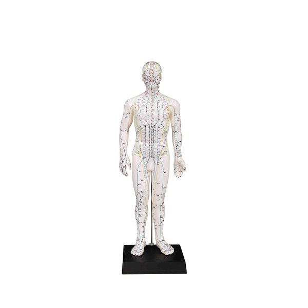 Male Model/Height 24"
