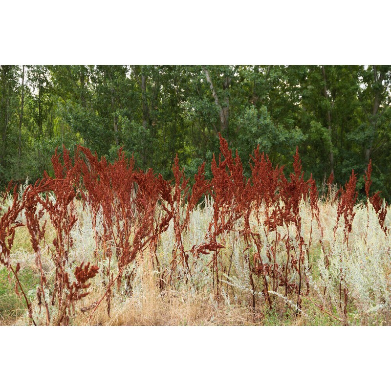 Pure Herbs: Yellow Dock - 4 oz.