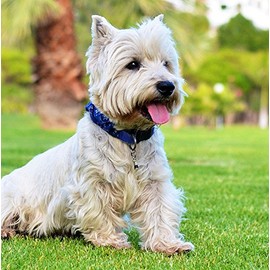 Westie/West Highland Terrier Dog Greeting Card - Square