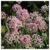 Everwilde Farms - 1 Oz Prairie Onion Native Wildflower Seeds