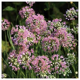 Everwilde Farms - 1 Oz Prairie Onion Native Wildflower Seeds - Gold Vault