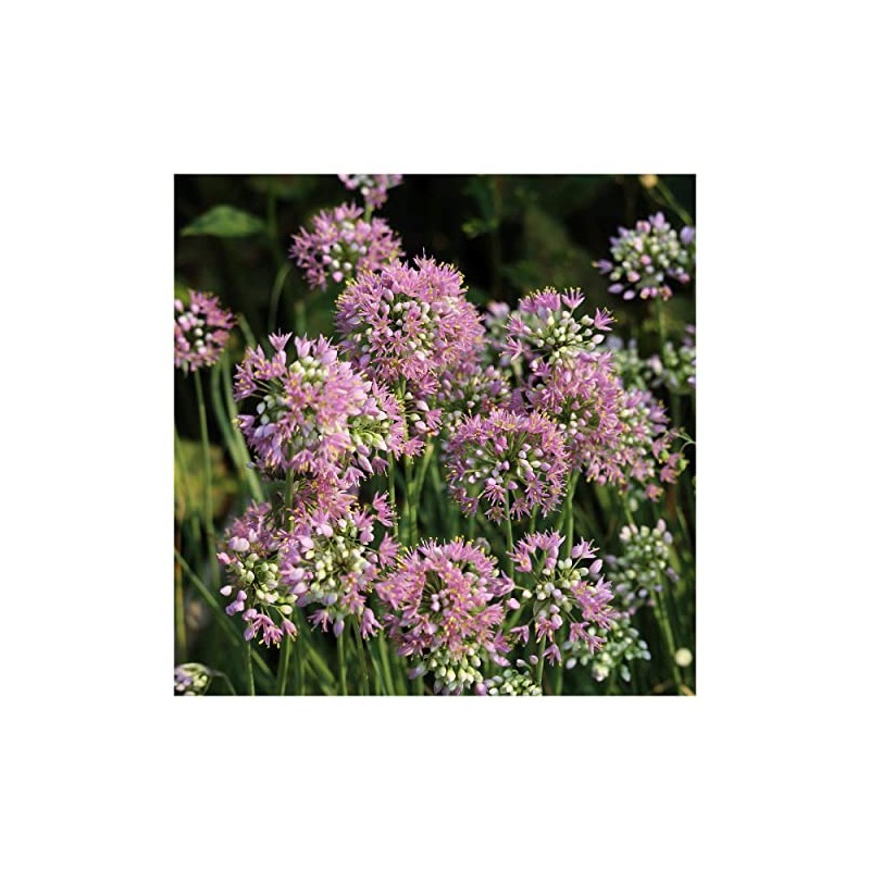 Everwilde Farms - 1 Oz Prairie Onion Native Wildflower Seeds