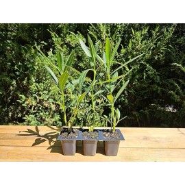 CitronellaKing 3 Oleander Nerium Red, Live Plants, Jannoch Oleander, 2.5" Nursery Cubes - 3 Live Plants