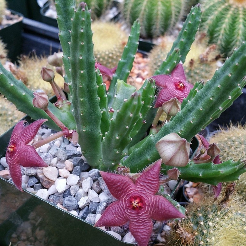 Stapelia scitula Cacti Cactus Succulent Real Live Plant