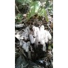 Monotropa Uniflora Indian Pipe Ghost Tincture Gluten Free Flower In