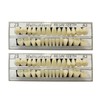 56 Pcs False Teeth Fake Teeth 2 Sets Synthetic Resin