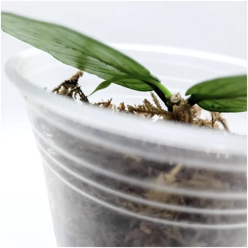 Rare Hoya Polyneura Fishtail Cutting one stem 2 Leaves in