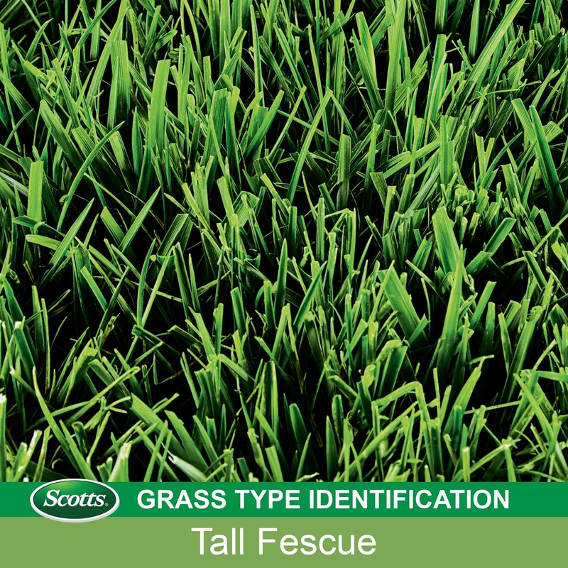 Scotts EZ Seed Patch & Repair Tall Fescue Lawns Combination