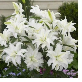 Danny Pleasant Gardens WHITE ROSE LILY FLOWER BULBS~MY WEDDING~DOUBLE CASA BLANCA LILY VERY FRAGRANT!!! - 6 BULBS