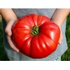 Fresh GIANT Beefsteak Tomato Seeds 50+ HEIRLOOM | ORGANIC |