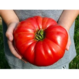 Fresh GIANT Beefsteak Tomato Seeds 50+ HEIRLOOM | ORGANIC | NON-GMO | FREE SHIPPING