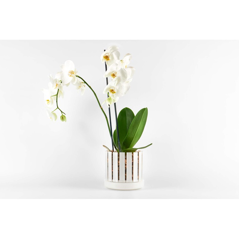 Orchitop Scoop M-Set Orchid Pot with Saucer for All Orchids