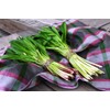 NIKA SEEDS - Seeds Herb Ramsons (Wild Garlic) - 50