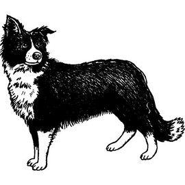 'Border Collie Sheepdog' Rubber Stamp - Unmounted Design for Crafting & Scrapbooking, A8 (RS00024935)