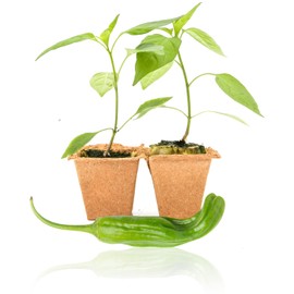 Pepper Joe’s Shishito Pepper Plants – 2 Live Hot Chili Plants – 2 to 6 Inches Tall Spicy Japanese Pepper Seedlings for Garden or Container Planting – USA Grown with Careful Delivery