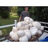 CEMEHA SEEDS - Giant Puffball Mushrooms Non GMO for Planting