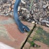 GreatNeck WR36 Pry Bar 36", Drop Forged Steel Wrecking Bar,