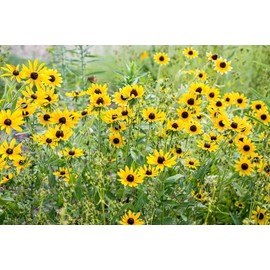 Dirt Goddess Super Seed Black Eyed Susan Non GMO Rudbeckia hirta (1/4 Lb)