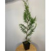 Tree 15 Thuja Green Giant Arborvitae Trees - 6-12" Tall