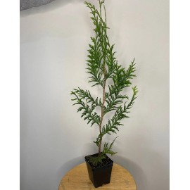 Tree 15 Thuja Green Giant Arborvitae Trees - 6-12" Tall - Live Plants - 2.5" Pots