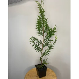Tree 15 Thuja Green Giant Arborvitae Trees - 6-12" Tall - Live Plants - 2.5" Pots