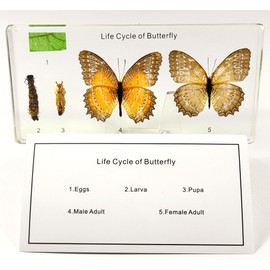 Lifecycle of a Butterfly in 6.3" Crystal Clear Lucite Resin Science Classroom Specimens for Biology Education Preserved Lacewing Cethosia Biblis Drury Taxidermy Display Supplies Specimen Paperweight