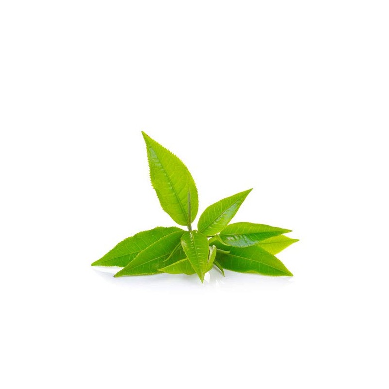 Matcha Premium - Orgánica (100 g)