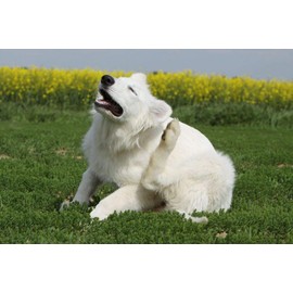 I LOVE MY PETS Dog Immune Supplements - Dog Allergy Relief - Itch Relief - Premium Quality - Dog Licorice - 3 Bottles (225 Treats)