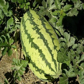 The Gardening World 40 Congo Watermelon Seeds Heirloom - Non-GMO - Always Fresh Seeds!