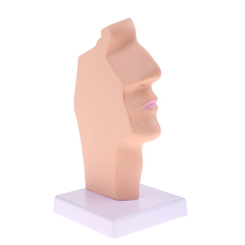 Perfeclan Model Larynx 1:1 Life Size Human, Oral Cavity and