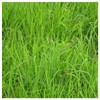 Everwilde Farms - 1/4 Lb Indian Grass Native Grass Seeds