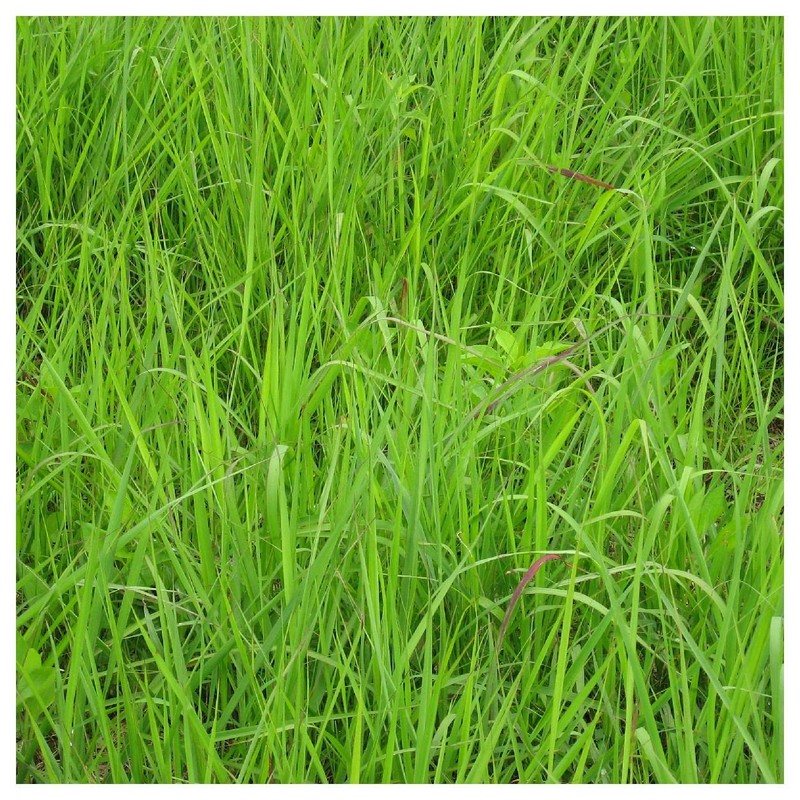 Everwilde Farms - 1/4 Lb Indian Grass Native Grass Seeds