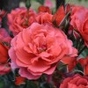 Own-Root One Gallon Hot Cocoa Floribunda Rose by Heirloom Roses
