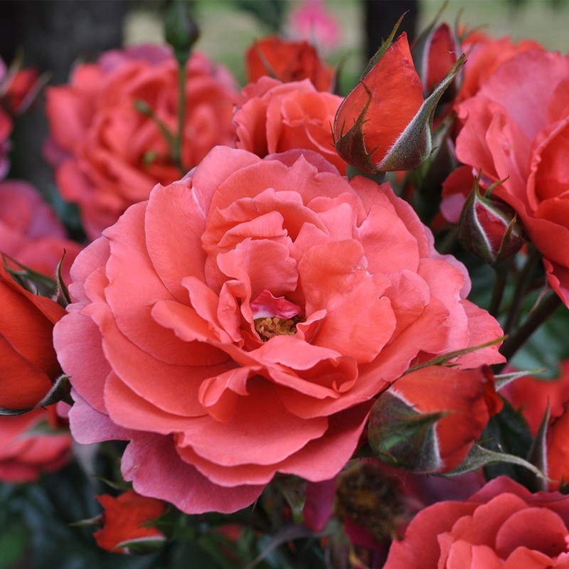 Own-Root One Gallon Hot Cocoa Floribunda Rose by Heirloom Roses