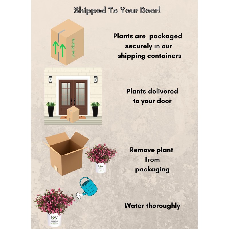 2 Gallon Proven Winners Weigela Wine & Roses Shrub