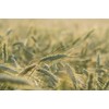 All Good Things Organic Great Grains Seeds for Planting: 4
