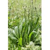 Health Embassy English Plantain Leaf (Plantago lanceolata L) (100g)