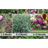 Flawn Seed Kits Tri-Color Clover Seed Plus Mow Less Fine