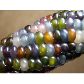 Glass Gem Indian Corn Heirloom Seed - The Most Beautiful Corn in the World!