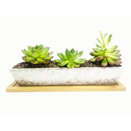 WISH HALLY WOOD 9.8inch White long rectangle Ceramic Succulent Planter Pots,2 set of Mini Flower Plant Containers with Bamboo Saucers. Product size:9.8x2.35x1.77inch,not include The plant. (White)