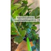 Grower's Secret Nitrogen 16-0-0 • Organic • Readily Available For