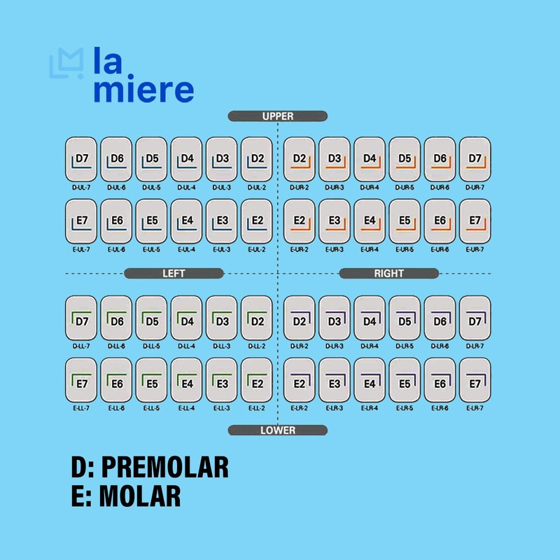 LA MIERE 5Pcs Dental Kids Crown Primary Molar Pedo Crowns