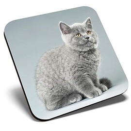 Great Single Coaster Square - Blue British Kitten Cat Grey Fluffy |Glossy Quality Coasters | Tabletop Protection for Any Table Type #44353