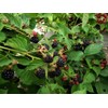3 Triple Crown BlackBerry Plants, Organically Grown Non-GMO Bare Root