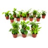 Mini Fern Plants (6 Plants) (2" Pots) Terrariums | Fairy
