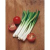 Mr Fothergill's 21423 Vegetable Seeds, Onion (Spring) Ramrod