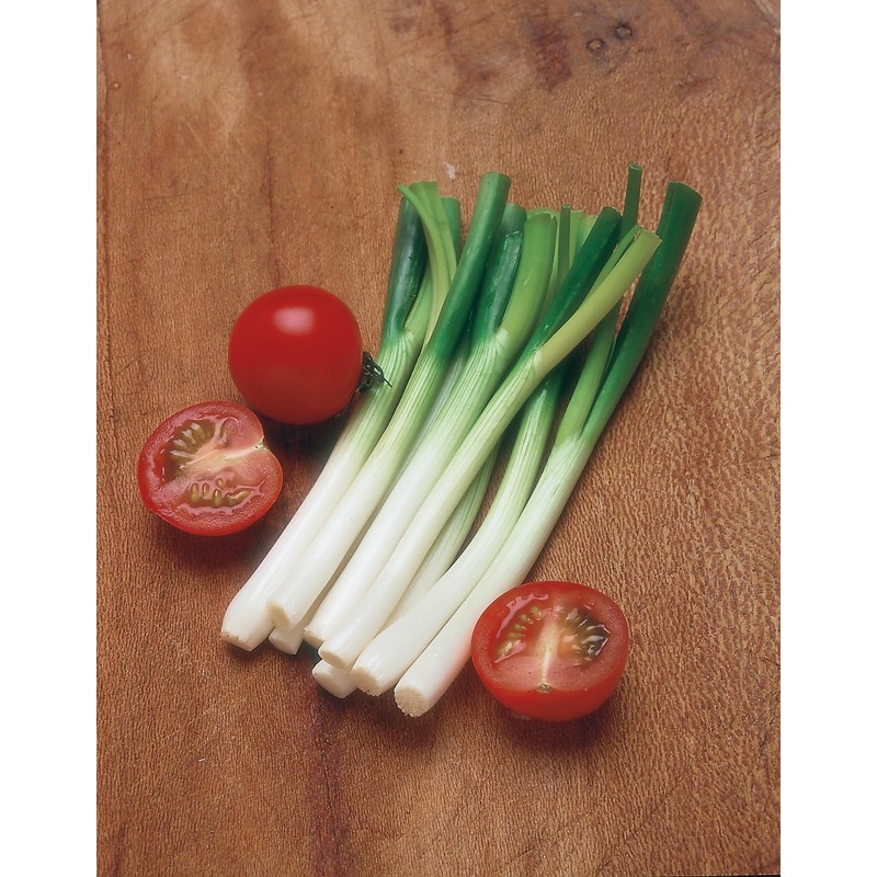 Mr Fothergill's 21423 Vegetable Seeds, Onion (Spring) Ramrod